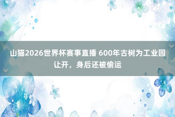 山猫2026世界杯赛事直播 600年古树为工业园让开,身后还被偷运